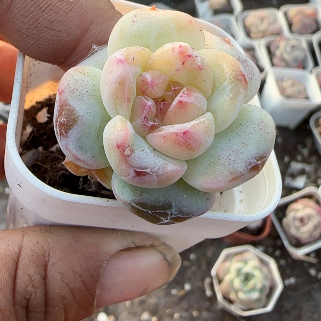 多肉小卡拉米糖心一物一拍