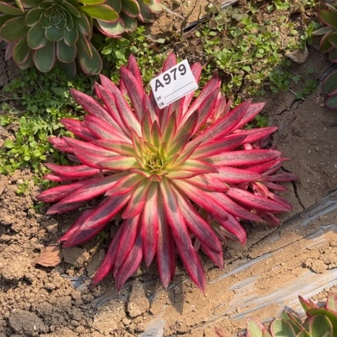 多肉植物朱雀捧花