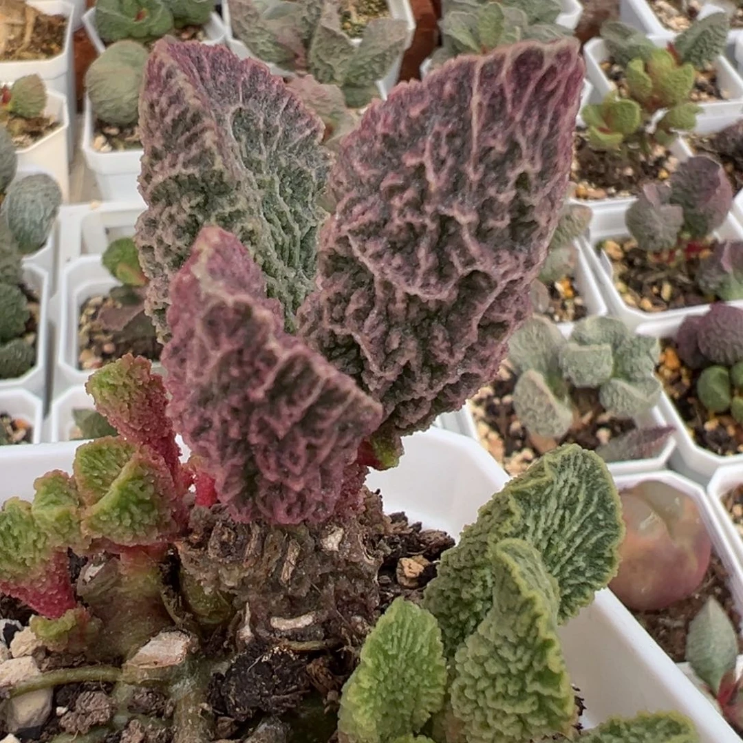 幽月老桩多肉植物水泡