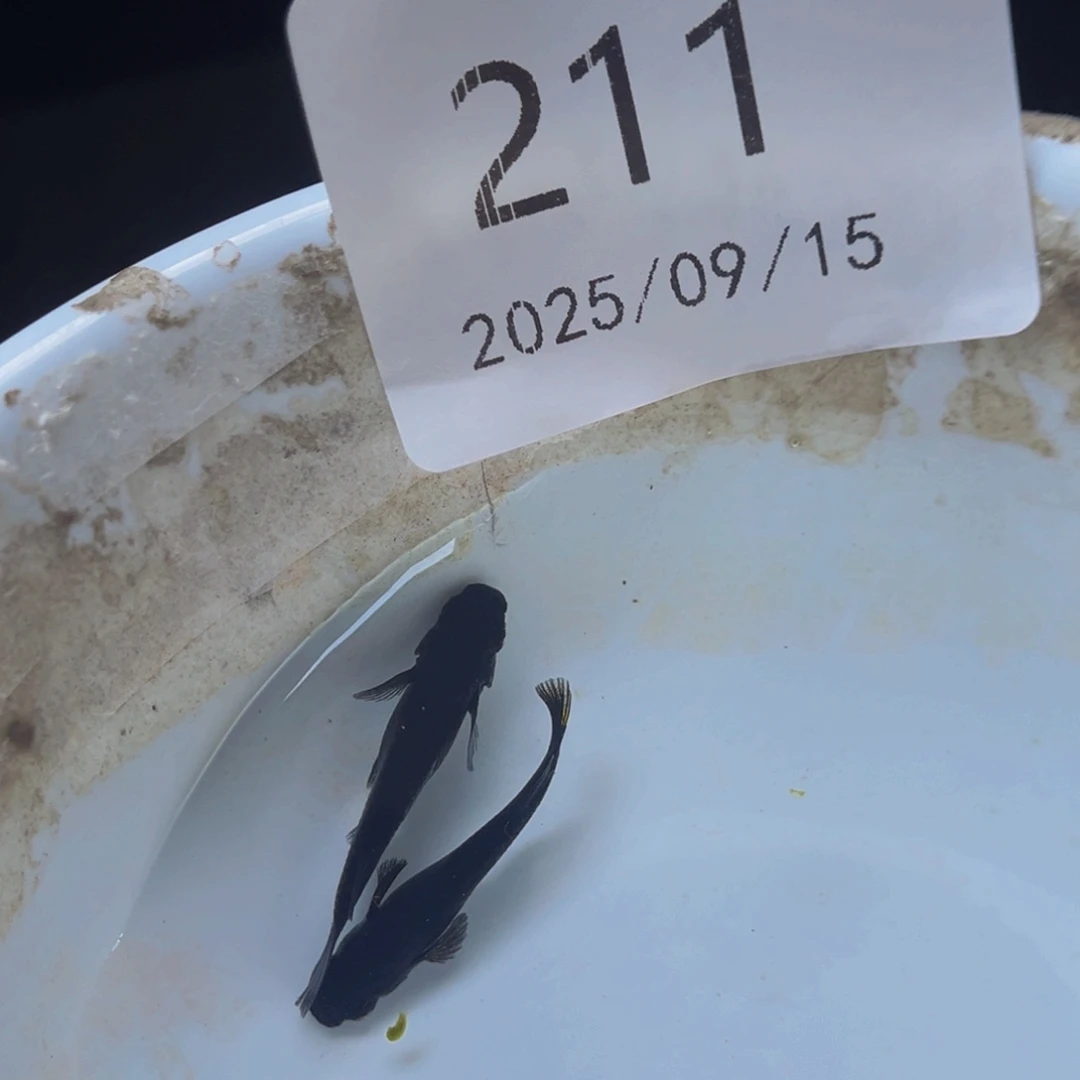 青鳉211飞梦大蛇一对