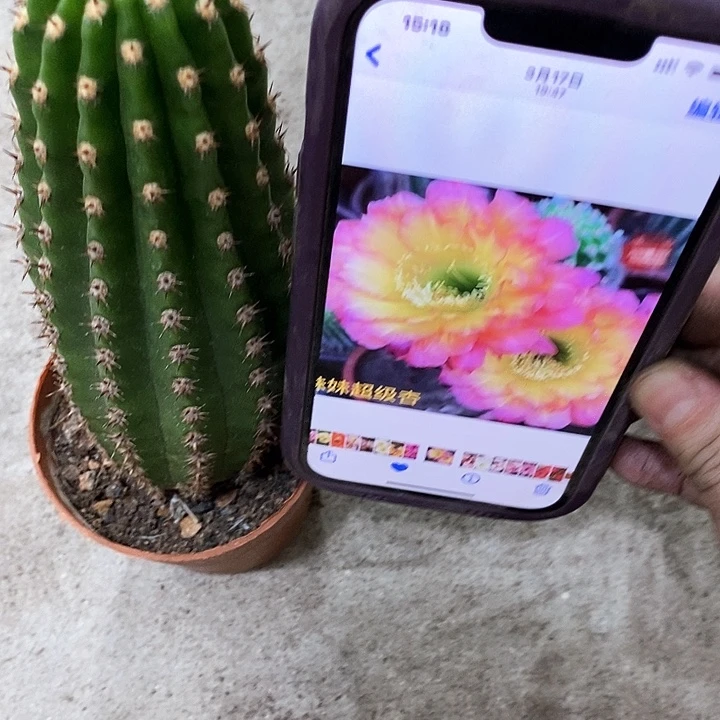 妹妹超级杏仙人球，wtuioo