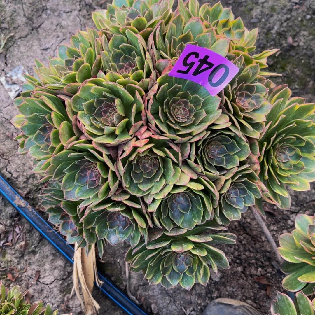 半夏法师16///38包邮