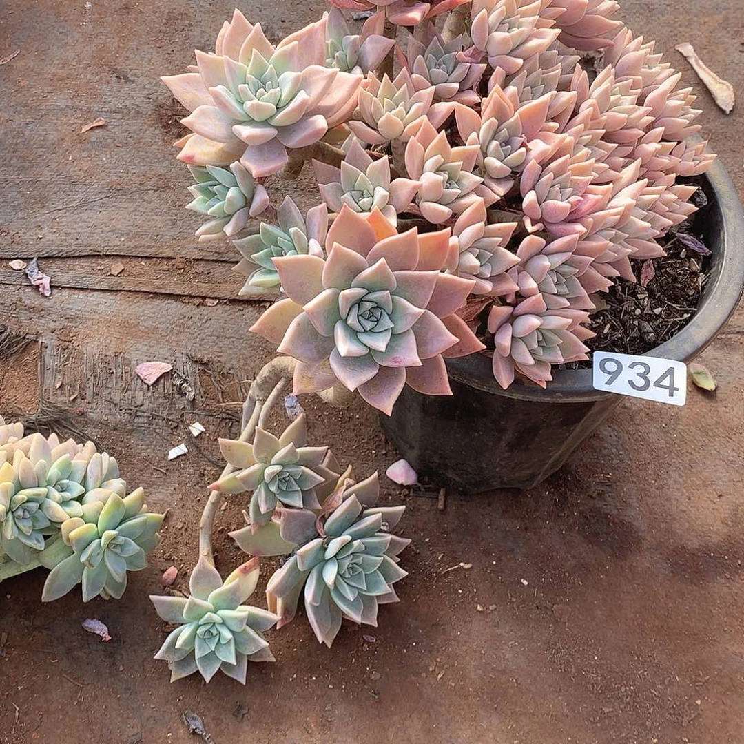 934血色黄昏 一物一拍多肉