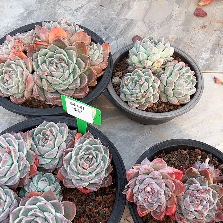 13.52家人2个脱土