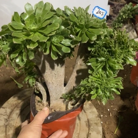 原始绿缀一物一拍