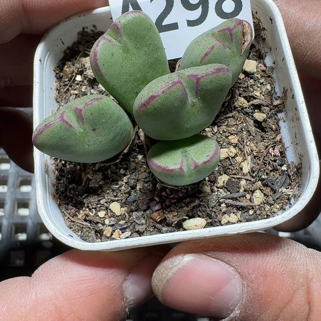 298 多肉植物多肉植物