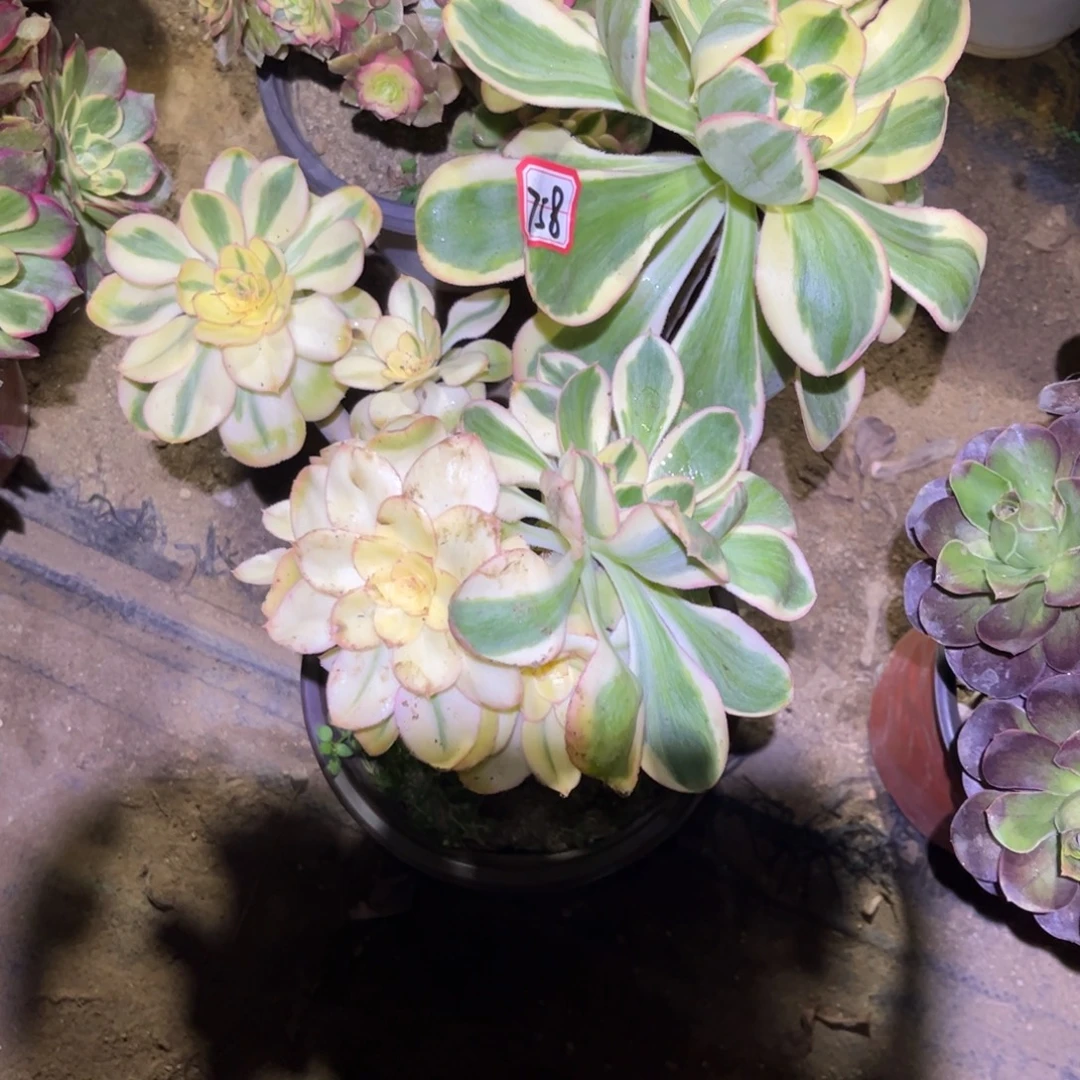 758多肉植物燕姿锦