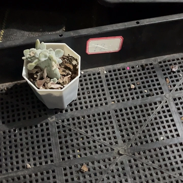 A***y72号框一颗带盆土发