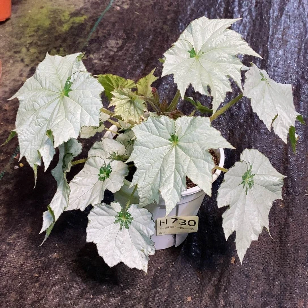 不开花植物没****ɞ秋海棠730