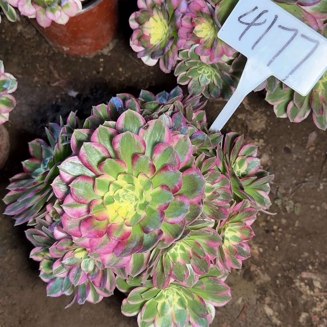 4177海王多肉法师多肉