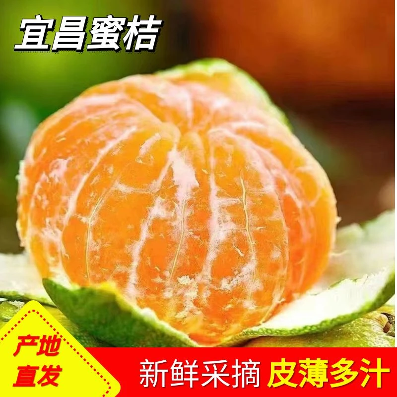 宜昌无籽蜜桔8分甜青绿皮桔子果园现摘新鲜多汁薄皮柑橘整箱水果
