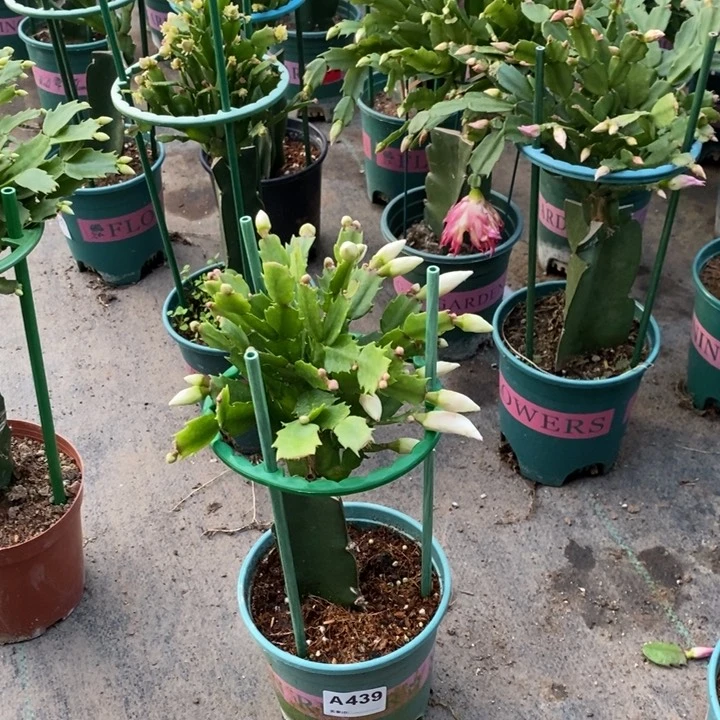 当前无花栽培后可以开花M***y439嫁接白雪