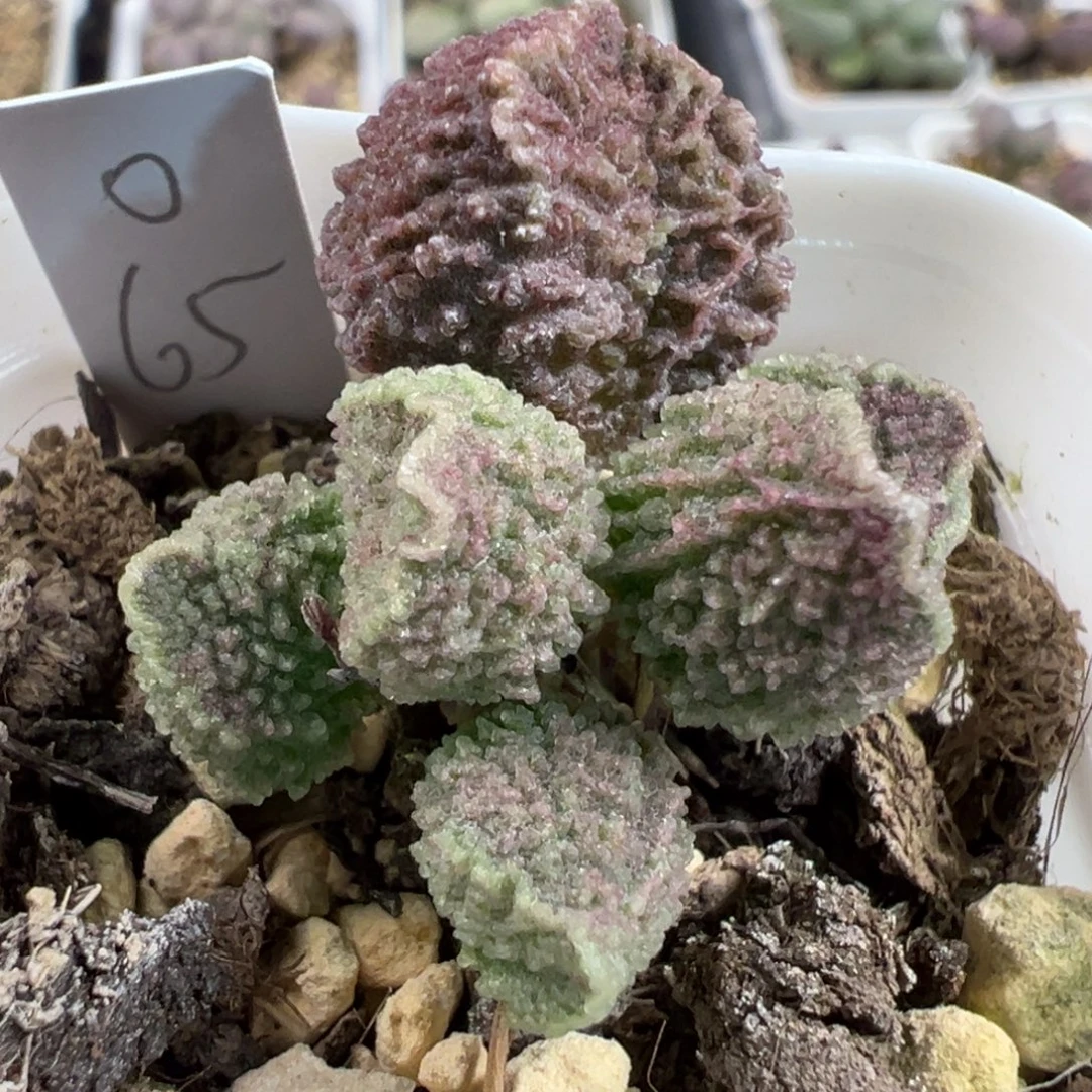 实生新品多肉植物水泡多肉植物水泡