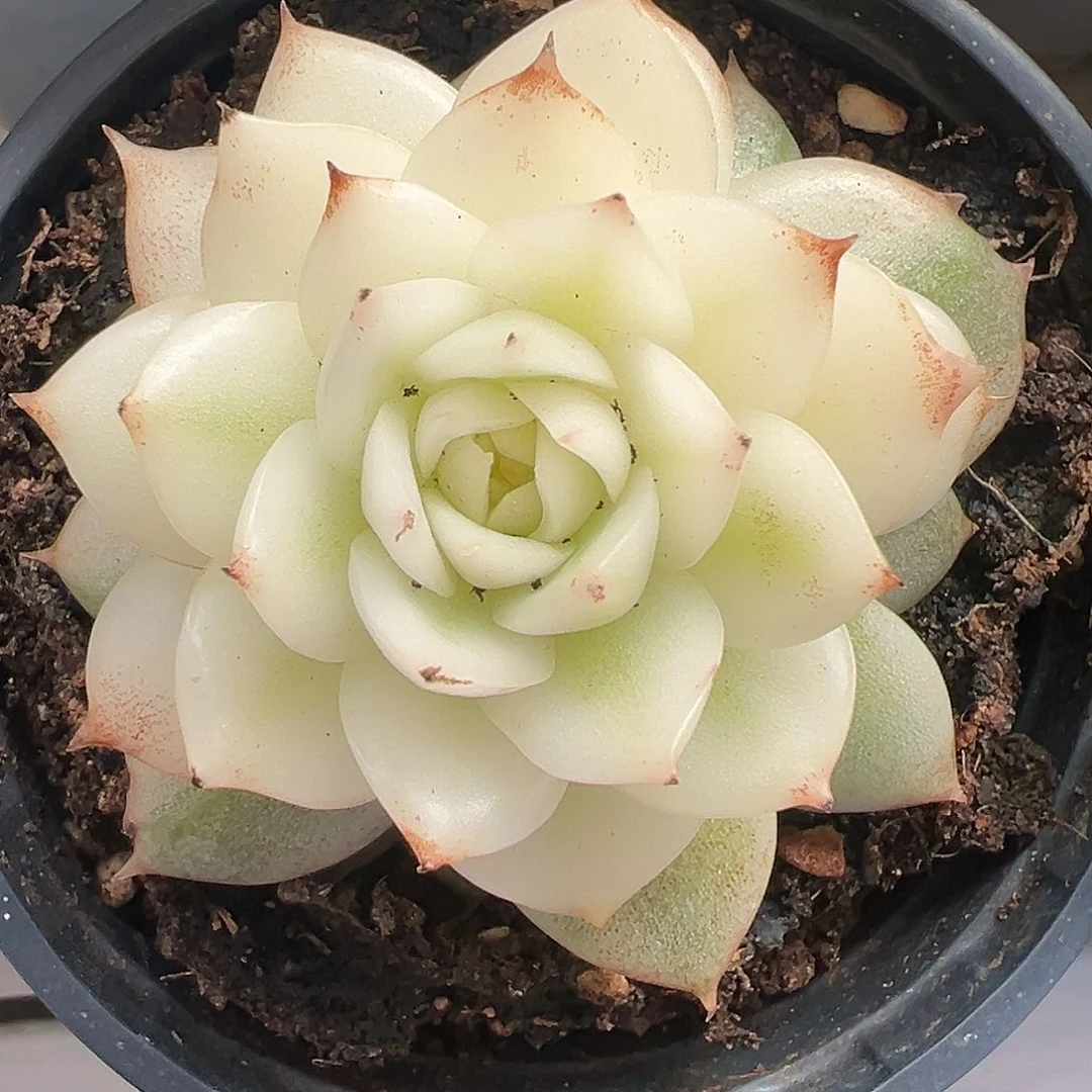 黑水晶宽锦多肉植物