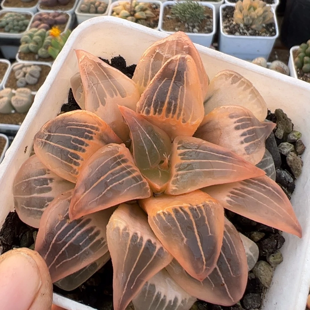 23多肉植物百科植物