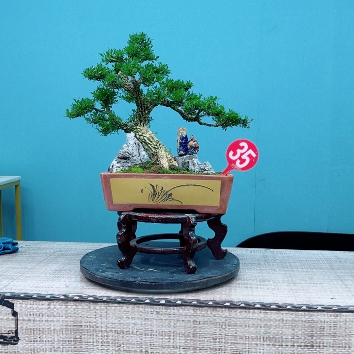 无花朵广东雀舌黄杨