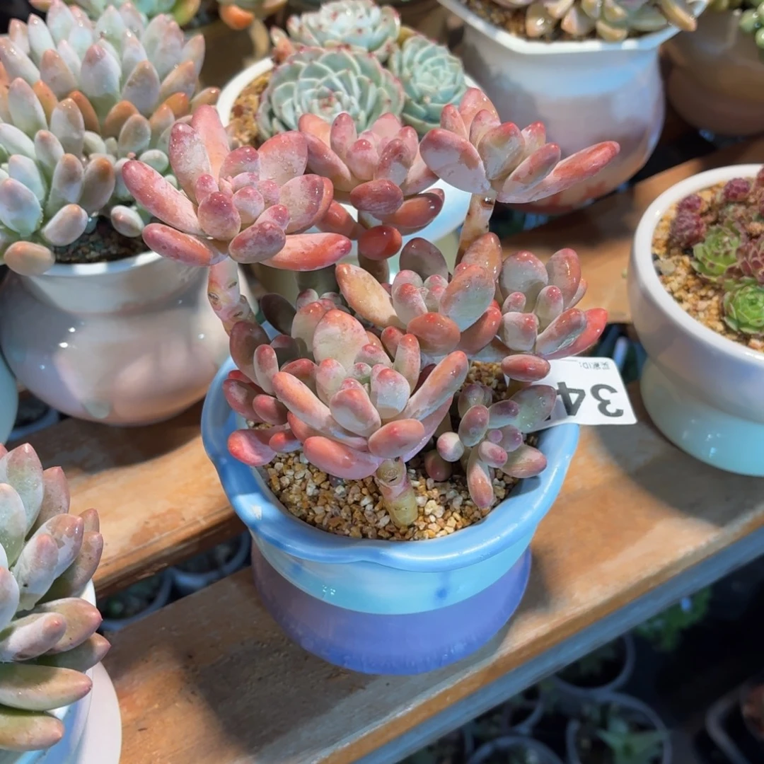 小***️苹果美人多肉带盆发货345