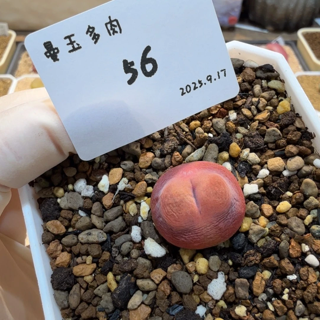 y***a多肉多肉多肉9.17-056水蜜桃1430.5
