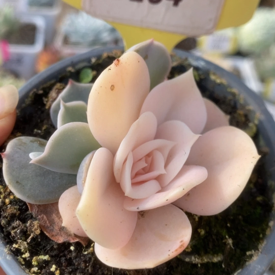 264双子座锦锦锦锦锦