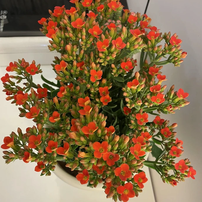 鹿角叶。 凤尾。  130花盆， 没有花苞。