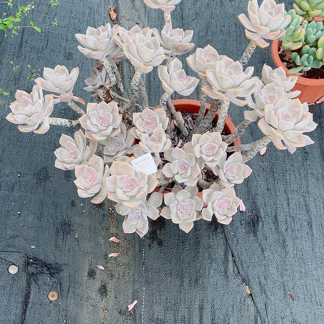 为***啊9331紫乐多肉植物
