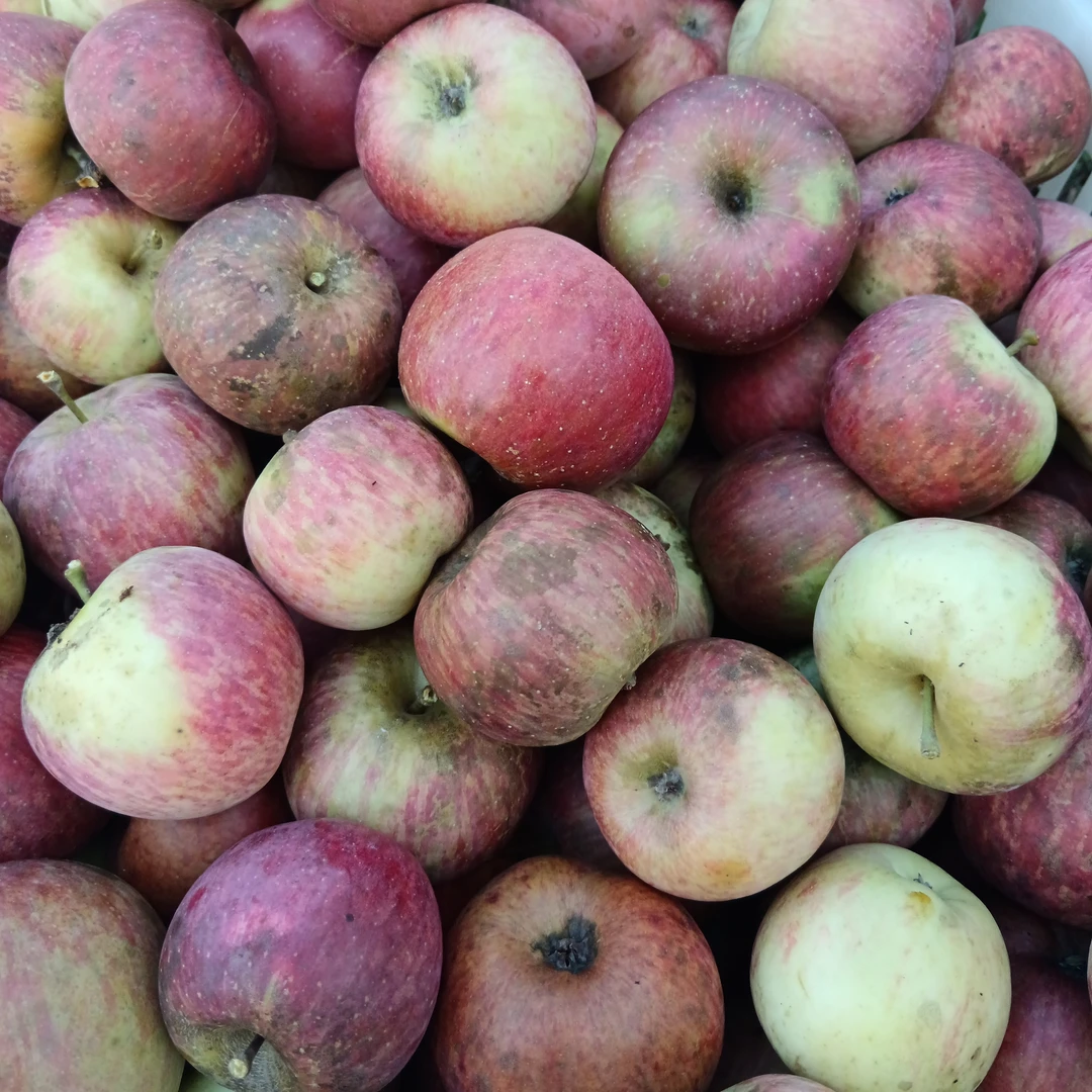 云南农家丑苹果【怕丑勿拍】