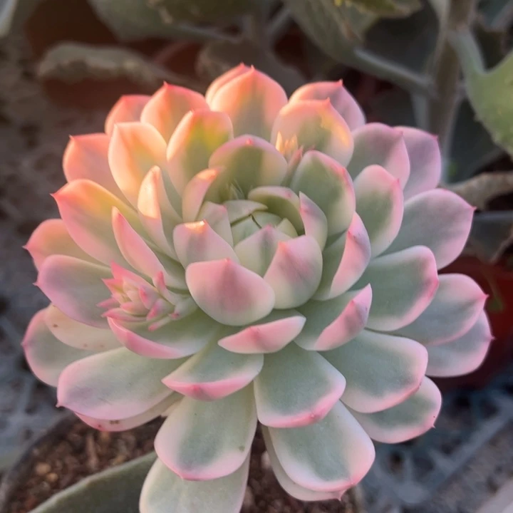 粉水晶锦一物一拍锦龙