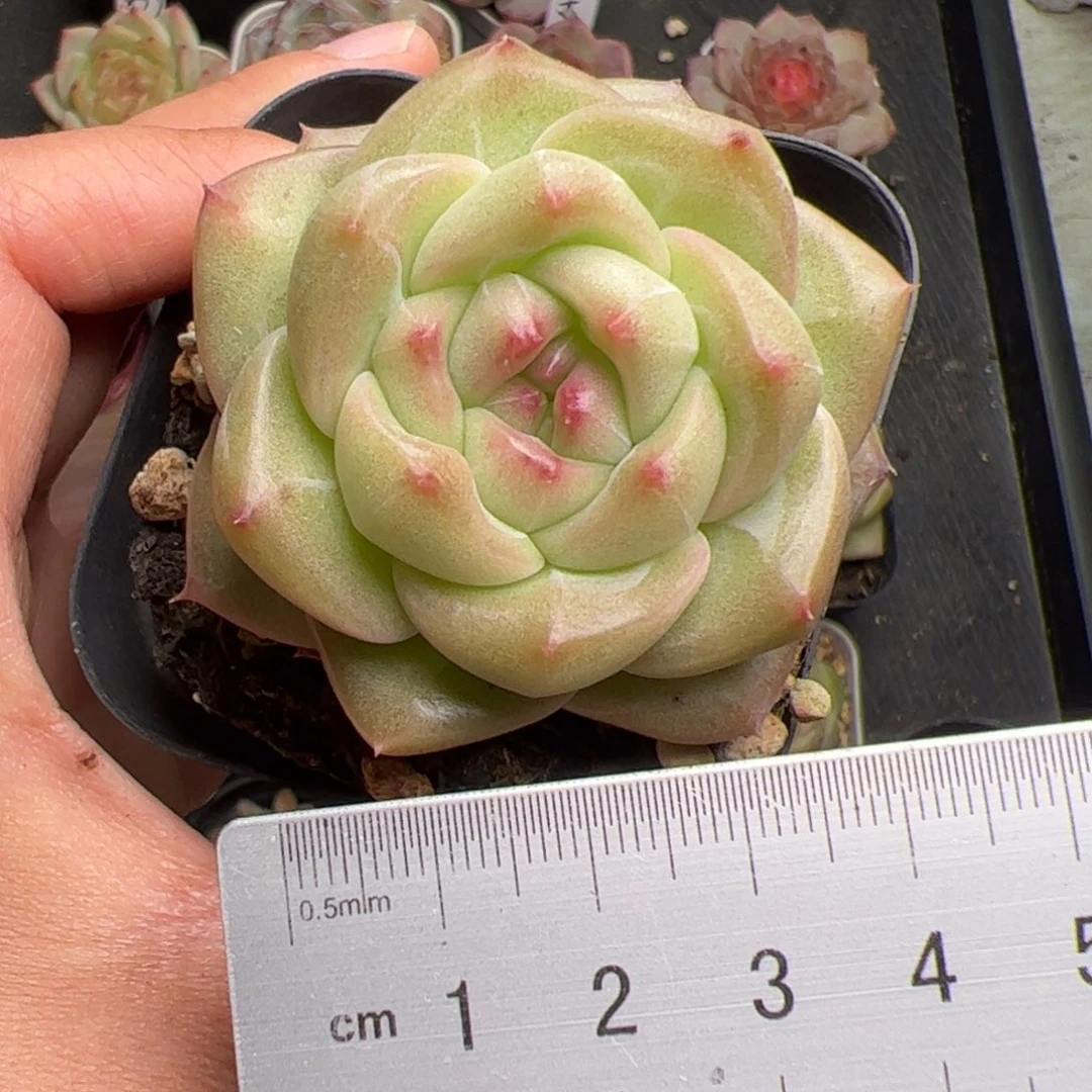 242 多肉植物组合盆栽