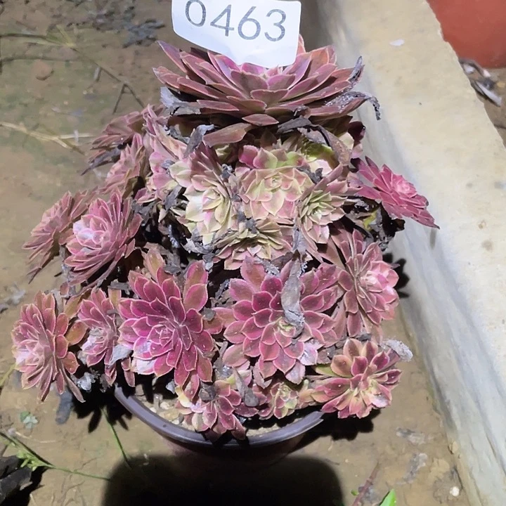 多肉植物法师463黑铜白