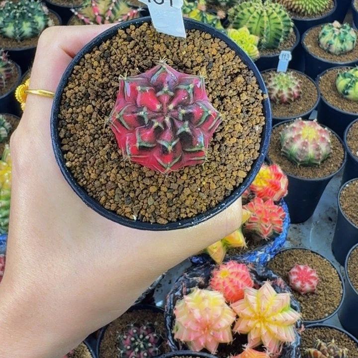 粉红玫瑰00000000103