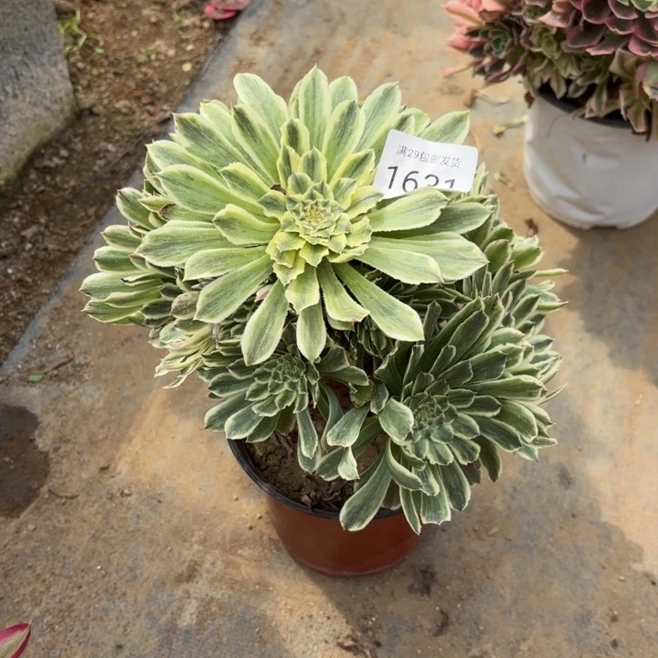 碧浪多肉法师1631