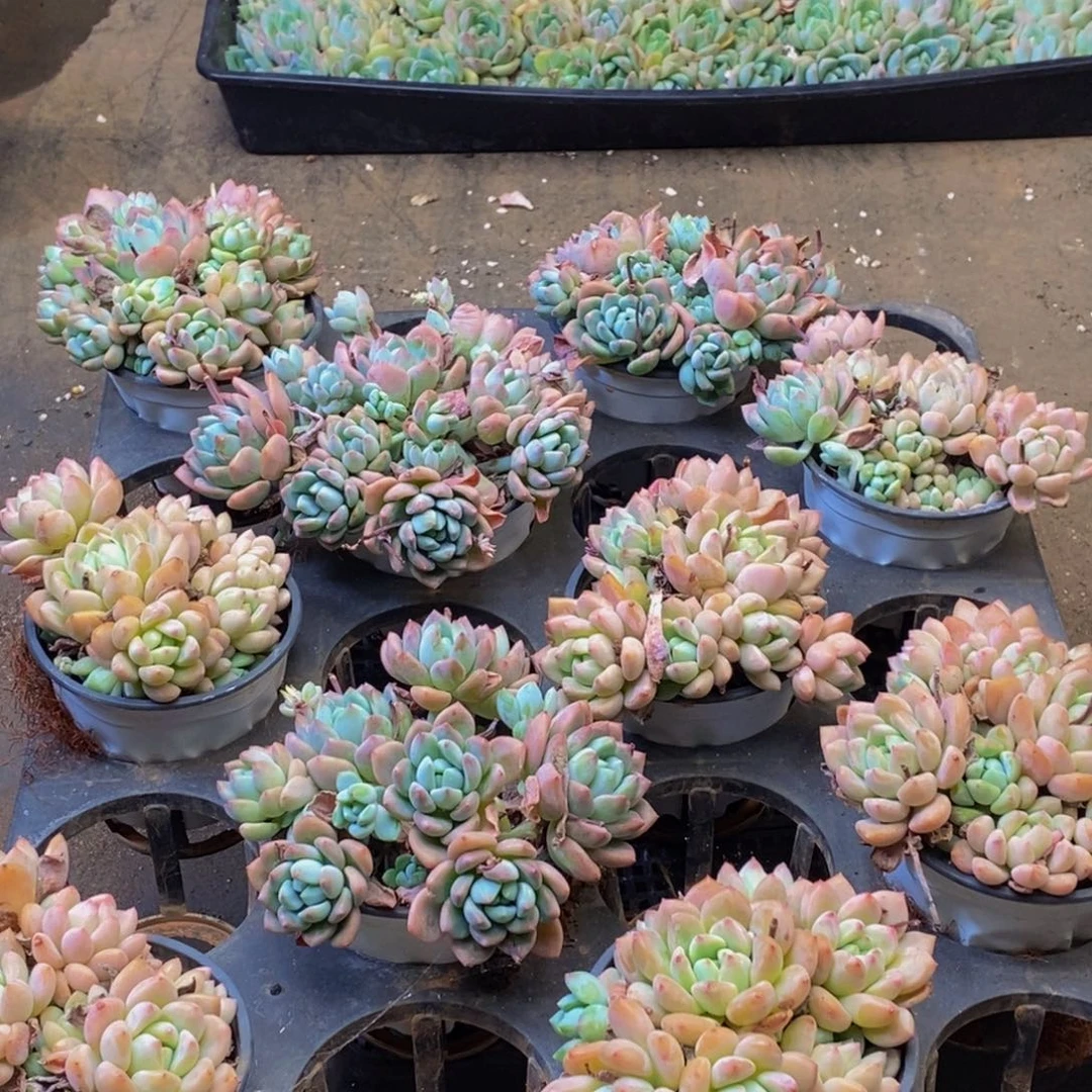 419多肉植物保护研究所两