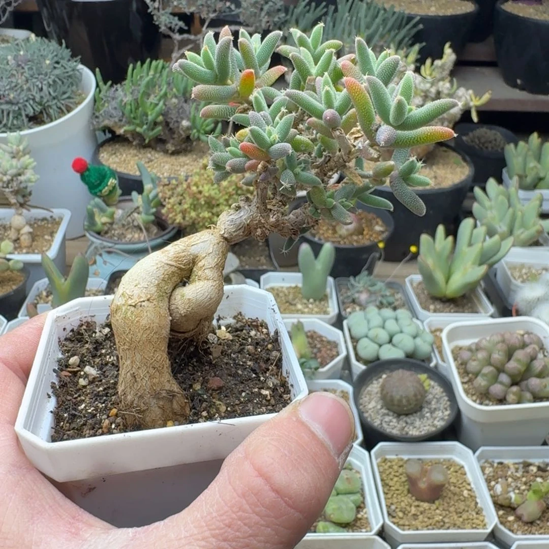 玉米嫁接多肉。