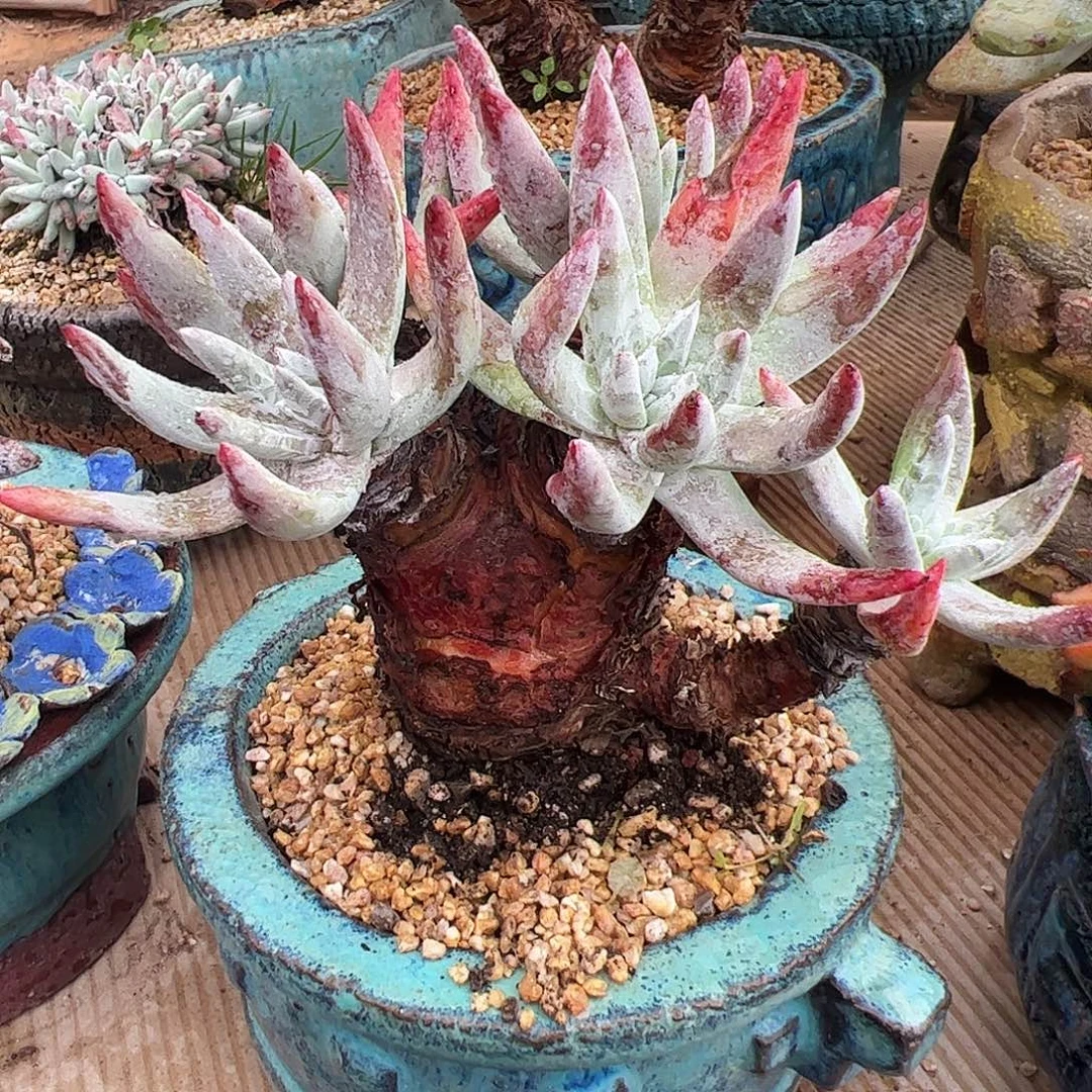 5306海瑟仙女杯多肉