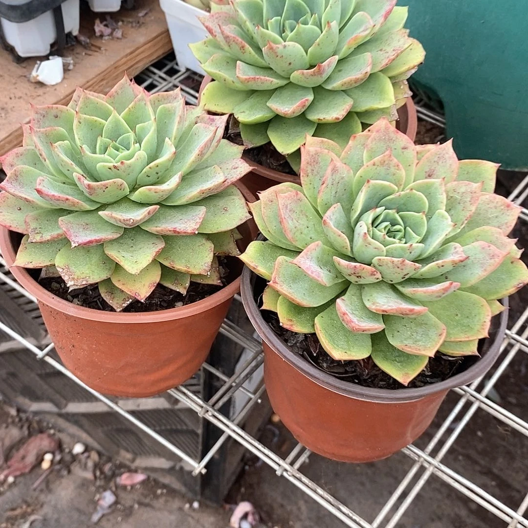 东云杂3盆多肉植物