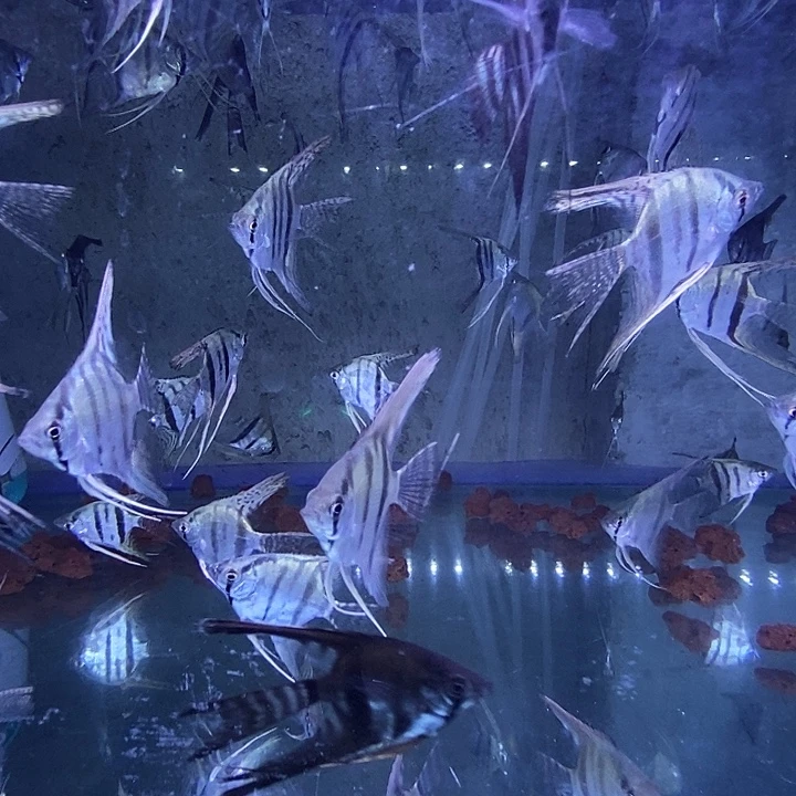 神仙鱼1小红挑大1伊莎1黄金