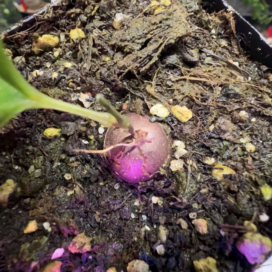 多肉植物专拍植物不退换 一物一拍 840
