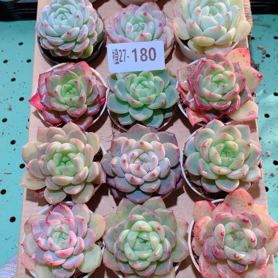 27-180一物一拍多肉带盆18颗