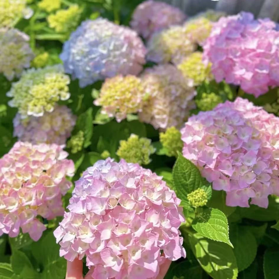 易多梦幻【小盆绣球】一年桩带花苞发货包对版室内桌面盆栽