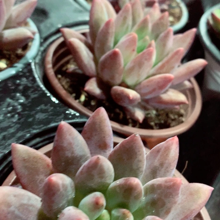 水晶球。
