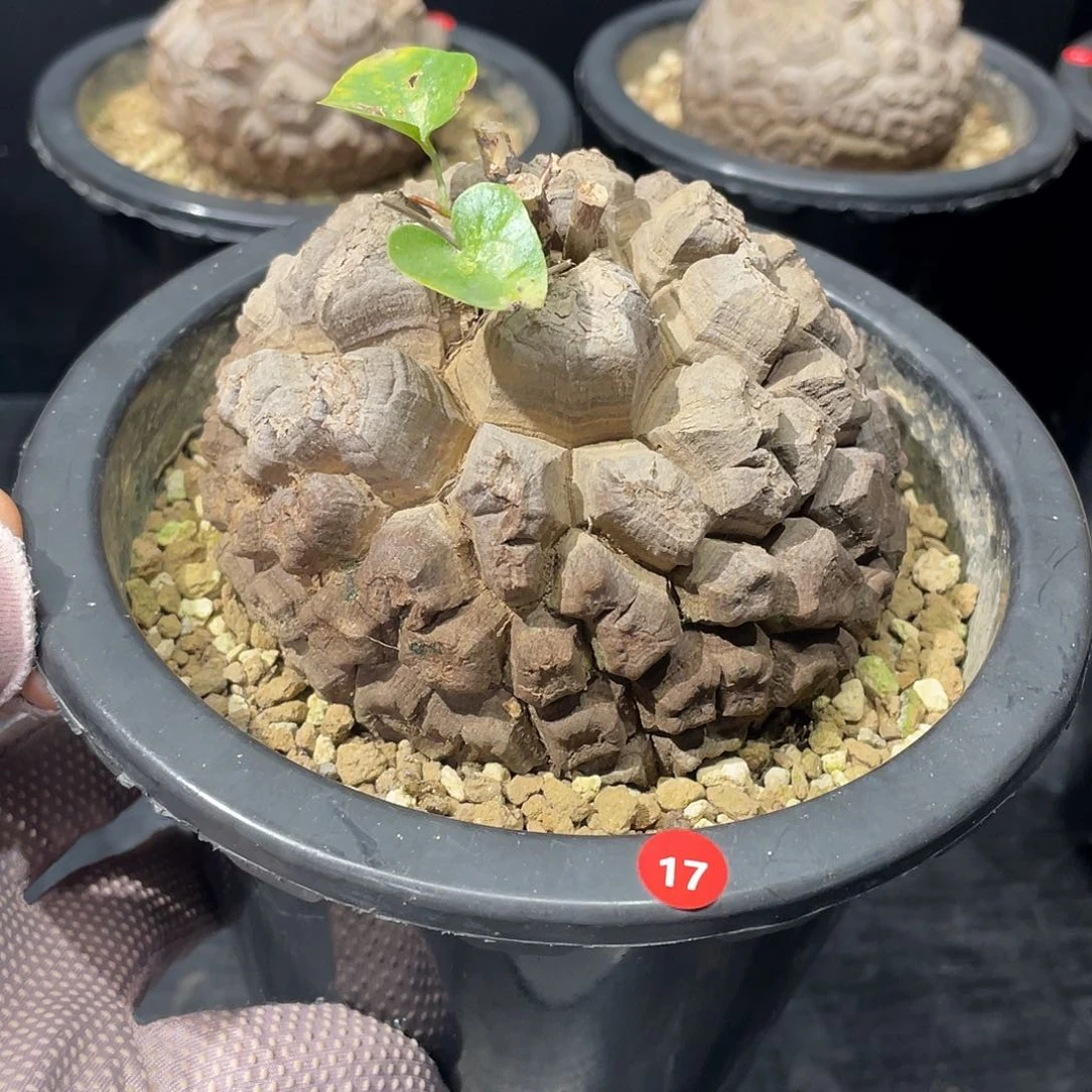 17号龟甲龙10.1公分
