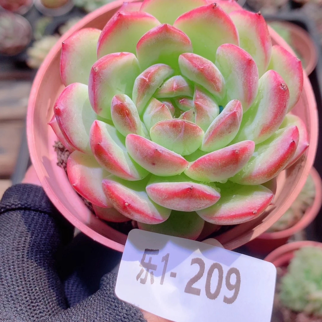 乐然1-209 新品单头