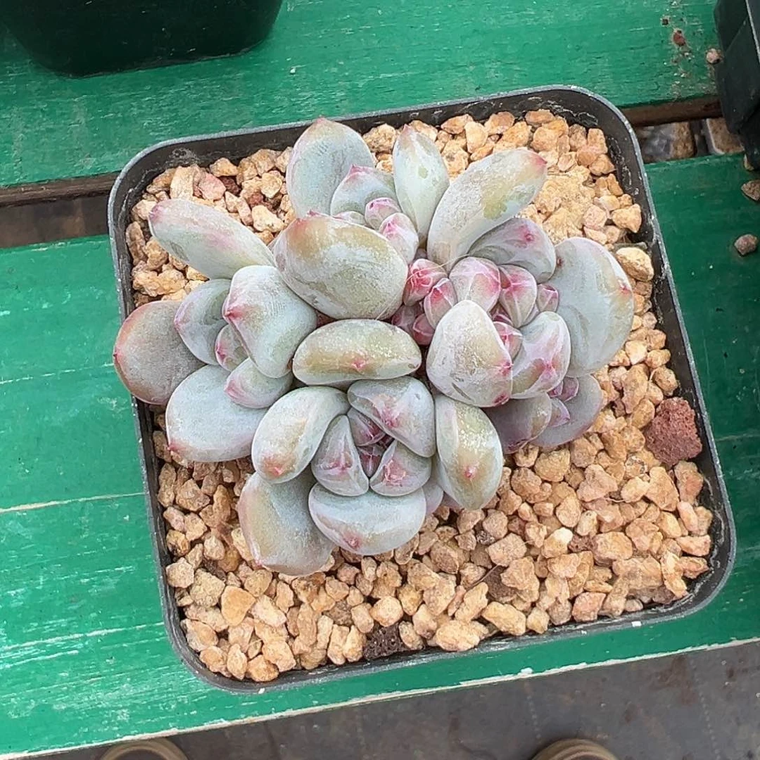 黑***妮啊石榴籽星影小树福利