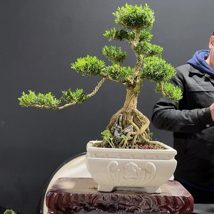 完全开放黄杨盆景园林