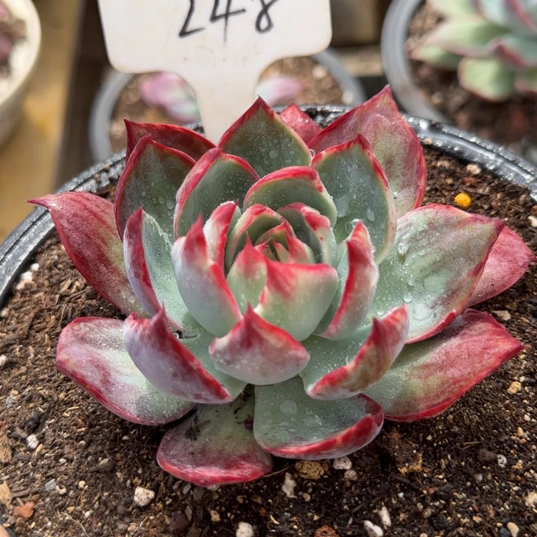 惊鸿一物一拍包装收缩花旱248