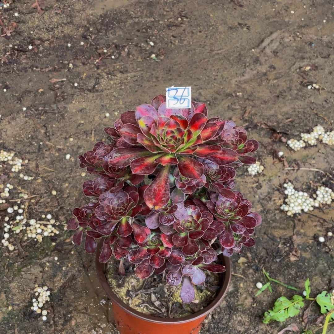 36鲜花老桩晚霞鲜花