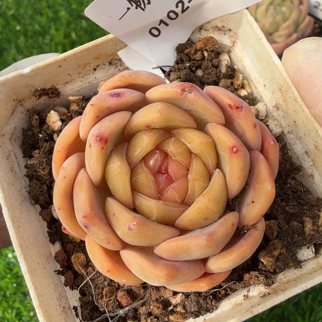 0102-26多肉一物一拍