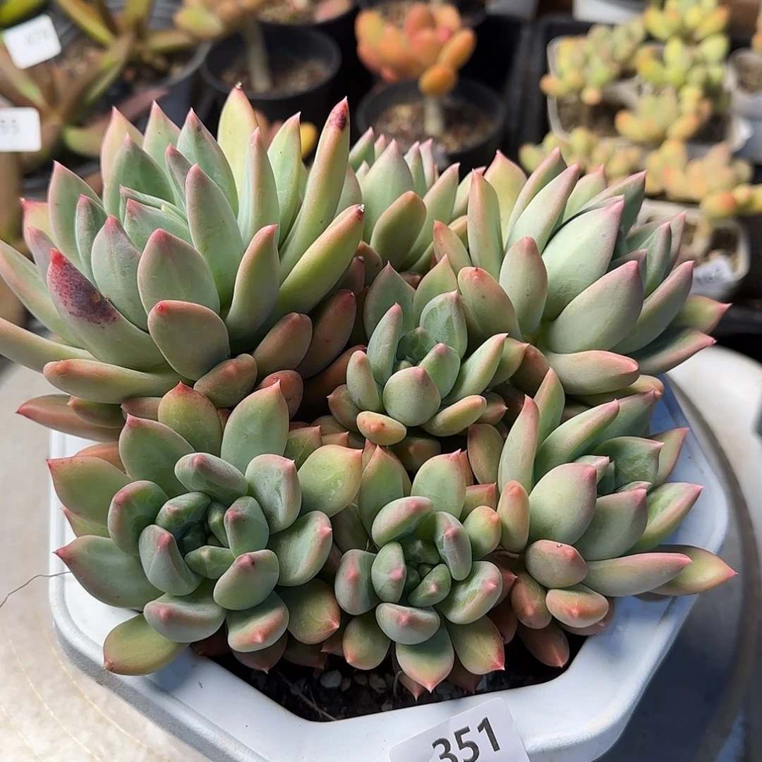 芙*351号 一物一拍