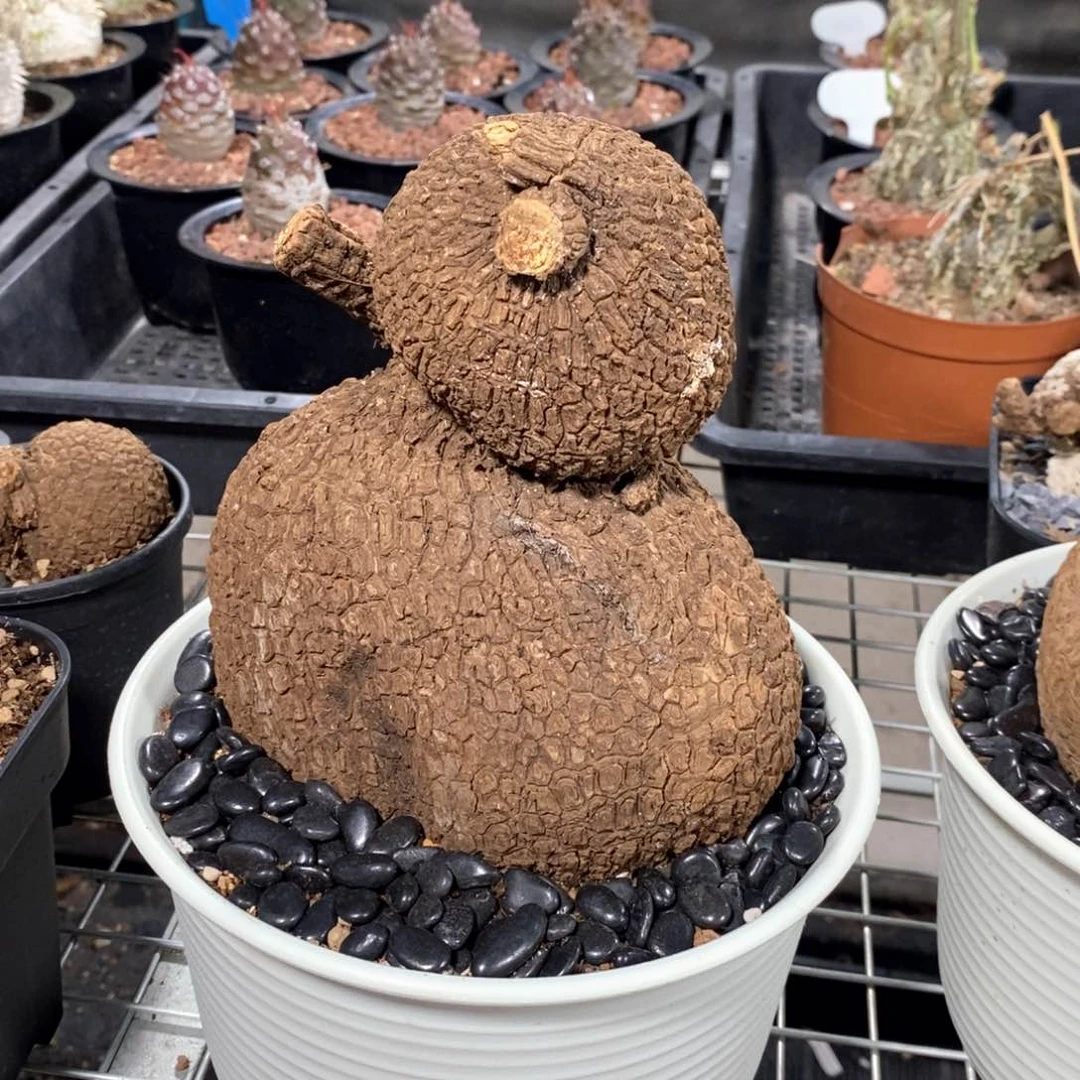 龙甲龟多肉植物一个