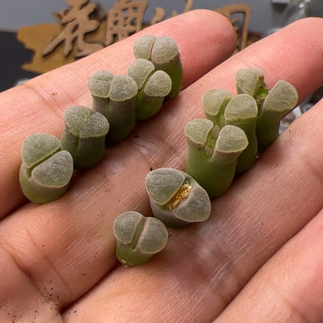 【闪购商品】000000019极窗